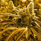 A bud on a growing marijuana plant is shown at Essence Vegas’ 54,000-square-foot marijuana cultivation facility on July 6, 2017 in Las Vegas, Nevada.
